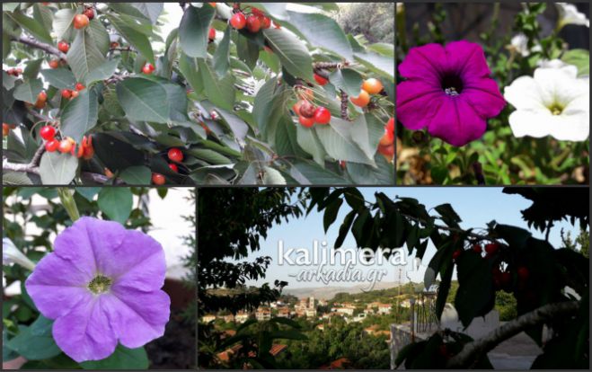 &Kappa;&epsilon;&rho;&alpha;&sigma;&iota;έ&sigmaf; &kappa;&alpha;&iota; &lambda;&omicron;&upsilon;&lambda;&omicron;ύ&delta;&iota;&alpha; &sigma;&tau;&eta;&nu; &kappa;&alpha;&lambda;&omicron;&kappa;&alpha;&iota;&rho;&iota;&nu;ή &Beta;&lambda;&alpha;&chi;&omicron;&kappa;&epsilon;&rho;&alpha;&sigma;&iota;ά! (&epsilon;&iota;&kappa;ό&nu;&epsilon;&sigmaf;)