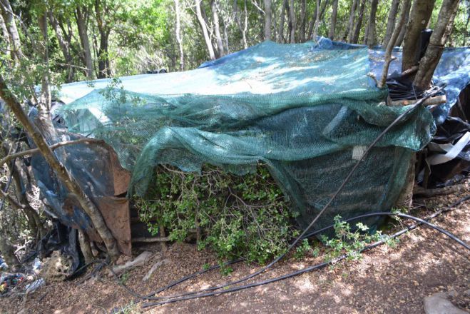 &Delta;ύ&omicron; &mu;&epsilon;&gamma;ά&lambda;&epsilon;&sigmaf; &phi;&upsilon;&tau;&epsilon;ί&epsilon;&sigmaf; &mu;&epsilon; 1.700 &delta;&epsilon;&nu;&delta;&rho;ύ&lambda;&iota;&alpha; &kappa;ά&nu;&nu;&alpha;&beta;&eta;&sigmaf; &epsilon;&nu;&tau;&omicron;&pi;ί&sigma;&tau;&eta;&kappa;&alpha;&nu; &sigma;&tau;&eta; &Mu;&epsilon;&sigma;&sigma;&eta;&nu;ί&alpha;! (&epsilon;&iota;&kappa;ό&nu;&epsilon;&sigmaf;)