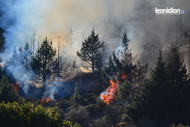 Κατασβέστηκε η φωτιά κοντά σε Άγιο Βασίλη και το Πλατανάκι Κυνουρίας (vd)