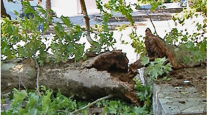&Tau;&rho;&alpha;&gamma;&iota;&kappa;ό&sigmaf; &theta;ά&nu;&alpha;&tau;&omicron;&sigmaf; - 8&chi;&rho;&omicron;&nu;&omicron; &pi;&alpha;&iota;&delta;ί &kappa;&alpha;&tau;&alpha;&pi;&lambda;&alpha;&kappa;ώ&theta;&eta;&kappa;&epsilon; &alpha;&pi;ό &pi;&lambda;ά&tau;&alpha;&nu;&omicron; (vd)