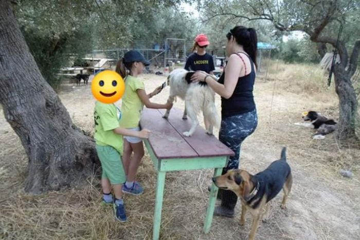 Θέλεις να συνδυάσεις τις διακοπές σου με τη φροντίδα ενός αδέσποτου;