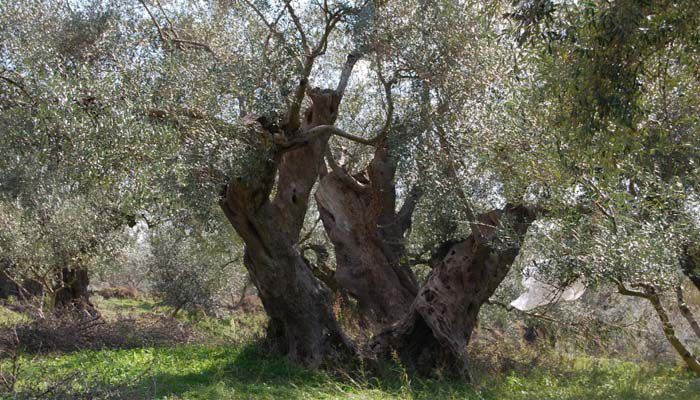 Άστρος | Υπεραιωνόβιες ελιές, ηλικίας τουλάχιστον 1500 χρόνων, μεταφυτεύτηκαν στο ΕΠΑΛ!