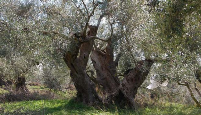 Άστρος | Υπεραιωνόβιες ελιές, ηλικίας τουλάχιστον 1500 χρόνων, μεταφυτεύτηκαν στο ΕΠΑΛ!