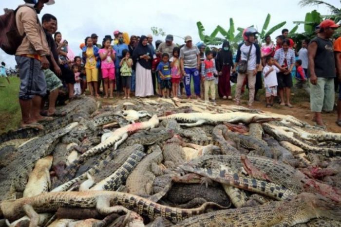 Ινδονησία | Χωρικοί σφαγιάζουν 300 κροκόδειλους για να πάρουν... εκδίκηση