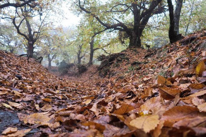 &Sigma;&alpha;&beta;&beta;&alpha;&tau;&omicron;&kappa;ύ&rho;&iota;&alpha;&kappa;&omicron; | &Iota;&delta;έ&epsilon;&sigmaf; &gamma;&iota;&alpha; &alpha;&pi;&omicron;&delta;&rho;ά&sigma;&epsilon;&iota;&sigmaf; &sigma;&tau;&eta;&nu; &Alpha;&rho;&kappa;&alpha;&delta;ί&alpha; (21-22 &Omicron;&kappa;&tau;&omega;&beta;&rho;ί&omicron;&upsilon; 2023)
