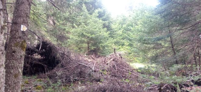 SOS από τον ΕΟΣ Τρίπολης | Κινδυνεύει να πάρει φωτιά το Μαίναλο - Διώξτε τα στοιβαγμένα ξερά κλαδιά από το δάσος (εικόνες)