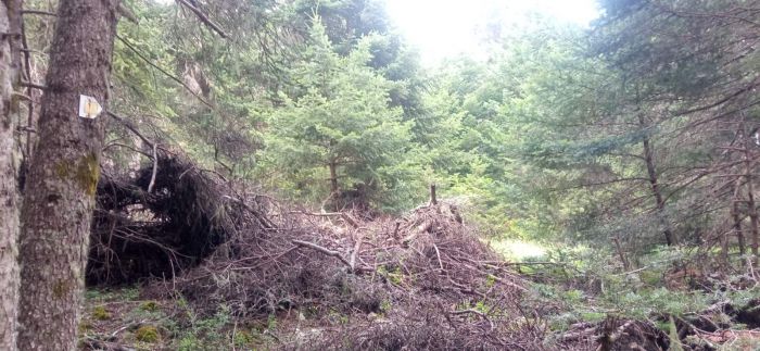 SOS από τον ΕΟΣ Τρίπολης | Κινδυνεύει να πάρει φωτιά το Μαίναλο - Διώξτε τα στοιβαγμένα ξερά κλαδιά από το δάσος (εικόνες)