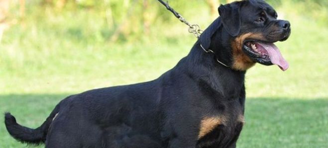 Βόλος | Ποινή φυλάκισης 1 έτους και 5.000 € πρόστιμο σε νεαρό που εγκατέλειψε τον σκύλο του στον δρόμο