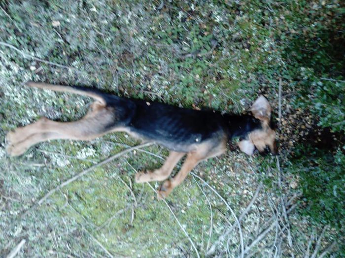 Οι εξελίξεις στην υπόθεση με το κρεμασμένο σκυλάκι στις Ρίζες Τεγέας
