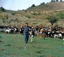 Η γιορτή του τσοπάνη στο Δάρα Αρκαδίας