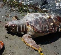 &Chi;&tau;&upsilon;&pi;&eta;&mu;έ&nu;&eta; &beta;&rho;έ&theta;&eta;&kappa;&epsilon; &chi;&epsilon;&lambda;ώ&nu;&alpha; &kappa;&alpha;&rho;έ&tau;&alpha; &ndash; &kappa;&alpha;&rho;έ&tau;&alpha; &sigma;&tau;&omicron; &Kappa;&iota;&beta;έ&rho;&iota; &tau;&eta;&sigmaf; &Alpha;&rho;&gamma;&omicron;&lambda;ί&delta;&alpha;&sigmaf;