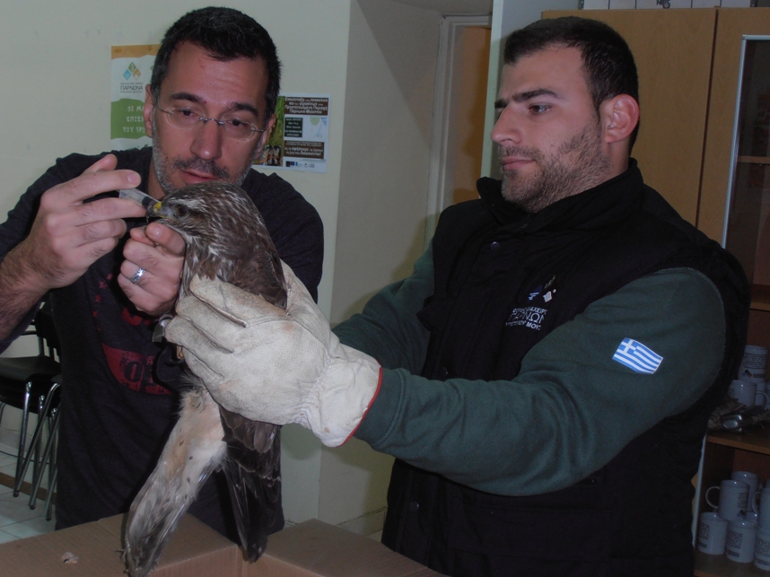 &Tau;&rho;&alpha;&upsilon;&mu;&alpha;&tau;&iota;&sigma;&mu;έ&nu;&eta; &gamma;&epsilon;&rho;&alpha;&kappa;ί&nu;&alpha; &sigma;&tau;&omicron; &Lambda;&iota;&mu;ά&nu;&iota; &tau;&omicron;&upsilon; &Alpha;&gamma;ί&omicron;&upsilon; &Alpha;&nu;&delta;&rho;έ&alpha; &Kappa;&upsilon;&nu;&omicron;&upsilon;&rho;ί&alpha;&sigmaf;