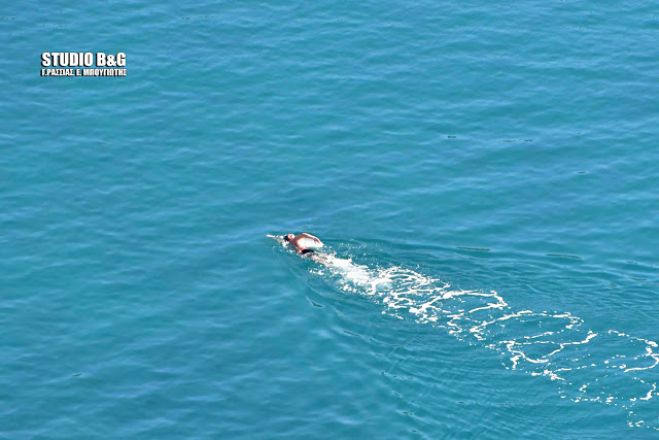 &Sigma;&upsilon;&nu;&epsilon;&chi;ί&zeta;&omicron;&nu;&tau;&alpha;&iota; &tau;&alpha; &chi;&epsilon;&iota;&mu;&epsilon;&rho;&iota;&nu;ά &mu;&pi;ά&nu;&iota;&alpha; &sigma;&tau;&omicron; &Nu;&alpha;ύ&pi;&lambda;&iota;&omicron;! (&epsilon;&iota;&kappa;ό&nu;&epsilon;&sigmaf;)