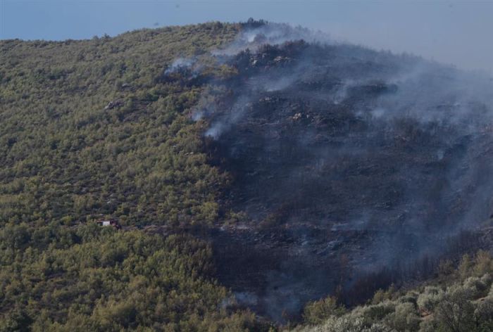 «Καμπανάκι» Λέκκα: «Έχει χαθεί το 70% του δασικού ιστού στην Αττική τα τελευταία 25 χρόνια»