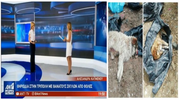 Τζιούμης για τις νέες δηλητηριάσεις αδέσποτων: "Για άλλη μια φορά η πόλη μας δυσφημίζεται σε Πανελλήνιο επίπεδο"