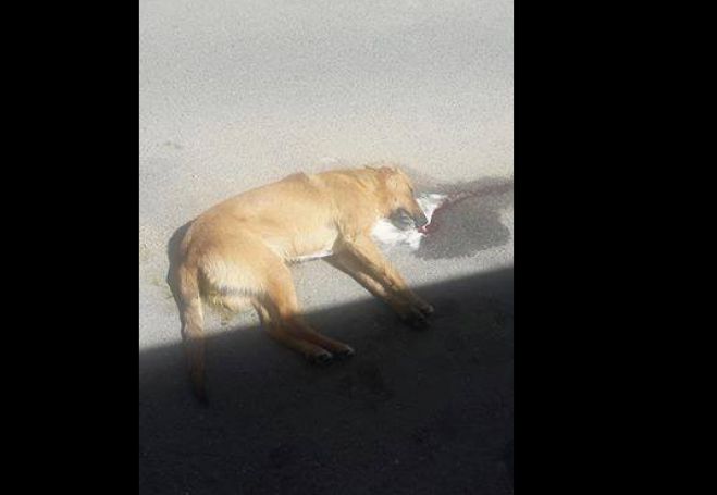 &Alpha;&delta;έ&sigma;&pi;&omicron;&tau;&alpha; | &Nu;έ&epsilon;&sigmaf; &phi;ό&lambda;&epsilon;&sigmaf; έ&pi;&epsilon;&sigma;&alpha;&nu; &sigma;&tau;&eta;&nu; &Tau;&rho;ί&pi;&omicron;&lambda;&eta; ...