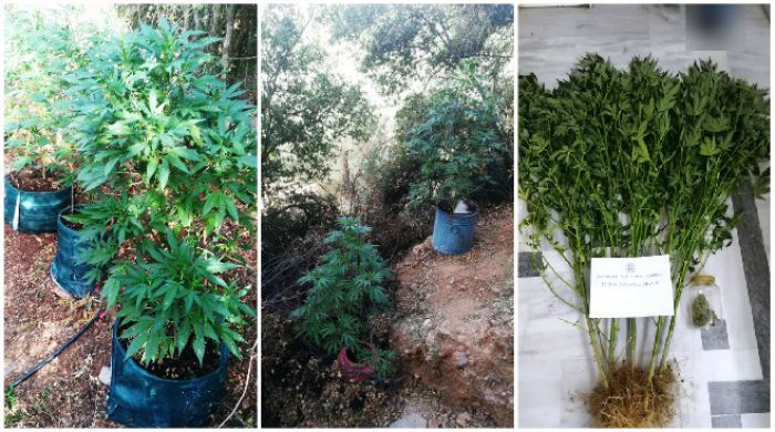 &Sigma;&pi;ά&rho;&tau;&eta; | &Epsilon;&nu;&tau;ό&pi;&iota;&sigma;&alpha;&nu; &chi;&alpha;&sigma;&iota;&sigma;ό&delta;&epsilon;&nu;&delta;&rho;&alpha; &mu;έ&sigma;&alpha; &sigma;&epsilon; ... &pi;&omicron;&iota;&mu;&nu;&iota;&omicron;&sigma;&tau;ά&sigma;&iota;&omicron;!