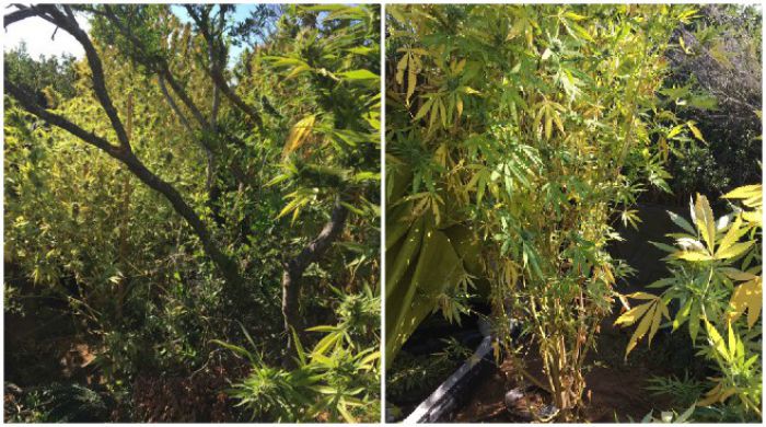 &Epsilon;&lambda;&iota;&kappa;ό&pi;&tau;&epsilon;&rho;&omicron; &tau;&eta;&sigmaf; &alpha;&sigma;&tau;&upsilon;&nu;&omicron;&mu;ί&alpha;&sigmaf; &epsilon;&nu;&tau;ό&pi;&iota;&sigma;&epsilon; &phi;&upsilon;&tau;&epsilon;ί&alpha; &kappa;ά&nu;&nu;&alpha;&beta;&eta;&sigmaf; &sigma;&tau;&eta; &Mu;&epsilon;&sigma;&sigma;&eta;&nu;ί&alpha;!