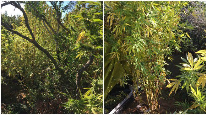 &Epsilon;&lambda;&iota;&kappa;ό&pi;&tau;&epsilon;&rho;&omicron; &tau;&eta;&sigmaf; &alpha;&sigma;&tau;&upsilon;&nu;&omicron;&mu;ί&alpha;&sigmaf; &epsilon;&nu;&tau;ό&pi;&iota;&sigma;&epsilon; &phi;&upsilon;&tau;&epsilon;ί&alpha; &kappa;ά&nu;&nu;&alpha;&beta;&eta;&sigmaf; &sigma;&tau;&eta; &Mu;&epsilon;&sigma;&sigma;&eta;&nu;ί&alpha;!