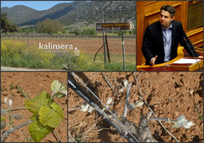 Ζημιές από παγετό - Πιέζει για άμεσες αποζημιώσεις στην Αρκαδία ο Κωνσταντινόπουλος!