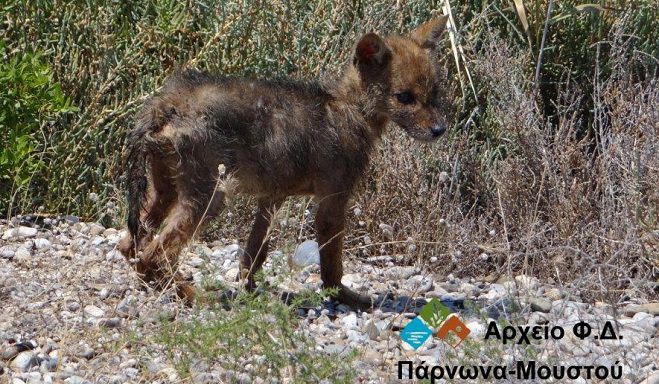 Επιχειρήσεις ... διάσωσης για ένα τσακάλι και μία careta-careta στην Κυνουρία (εικόνες)!