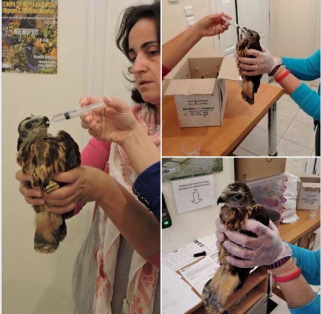 &Tau;&rho;&alpha;&upsilon;&mu;&alpha;&tau;&iota;&sigma;&mu;έ&nu;&eta; &gamma;&epsilon;&rho;&alpha;&kappa;ί&nu;&alpha; &epsilon;&nu;&tau;&omicron;&pi;ί&sigma;&tau;&eta;&kappa;&epsilon; &sigma;&tau;&alpha; &Kappa;&omicron;ύ&tau;&rho;&omicron;&upsilon;&phi;&alpha; &Kappa;&upsilon;&nu;&omicron;&upsilon;&rho;ί&alpha;&sigmaf;