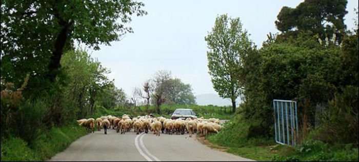 &Pi;&rho;ώ&eta;&nu; &beta;&omicron;&upsilon;&lambda;&epsilon;&upsilon;&tau;ή&sigmaf; &tau;&eta;&sigmaf; &Nu;&Delta; έ&gamma;&iota;&nu;&epsilon; ... &beta;&omicron;&sigma;&kappa;ό&sigmaf; &sigma;&tau;&alpha; &sigma;ύ&nu;&omicron;&rho;&alpha; &Alpha;&rho;&kappa;&alpha;&delta;ί&alpha;&sigmaf;-&Alpha;&chi;&alpha;ΐ&alpha;&sigmaf;!