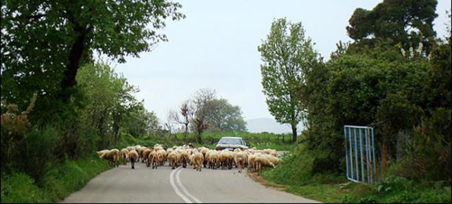 &Pi;&rho;ώ&eta;&nu; &beta;&omicron;&upsilon;&lambda;&epsilon;&upsilon;&tau;ή&sigmaf; &tau;&eta;&sigmaf; &Nu;&Delta; έ&gamma;&iota;&nu;&epsilon; ... &beta;&omicron;&sigma;&kappa;ό&sigmaf; &sigma;&tau;&alpha; &sigma;ύ&nu;&omicron;&rho;&alpha; &Alpha;&rho;&kappa;&alpha;&delta;ί&alpha;&sigmaf;-&Alpha;&chi;&alpha;ΐ&alpha;&sigmaf;!