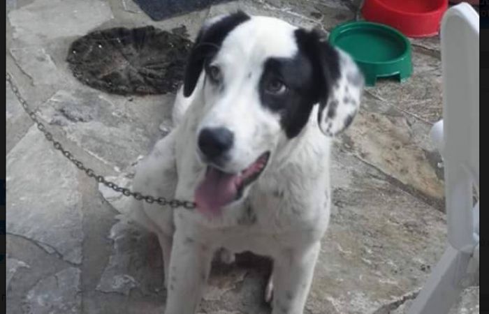 &Chi;ά&theta;&eta;&kappa;&epsilon; &kappa;&alpha;&iota; &alpha;&nu;&alpha;&zeta;&eta;&tau;&epsilon;ί&tau;&alpha;&iota; &omicron; &sigma;&kappa;ύ&lambda;&omicron;&sigmaf; &tau;&eta;&sigmaf; &phi;&omega;&tau;&omicron;&gamma;&rho;&alpha;&phi;ί&alpha;&sigmaf; ...