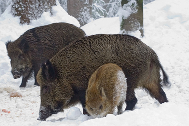 &Tau;&eta;&nu; &Kappa;&upsilon;&rho;&iota;&alpha;&kappa;ή &eta; &gamma;&iota;&omicron;&rho;&tau;ή &gamma;&iota;&alpha; &tau;&eta; &lambda;ή&xi;&eta; &kappa;&upsilon;&nu;&eta;&gamma;&iota;&omicron;ύ &tau;&omicron;&upsilon; &alpha;&gamma;&rho;&iota;ό&chi;&omicron;&iota;&rho;&omicron;&upsilon;