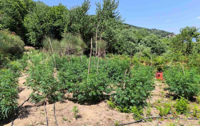 Φυτεία με πάνω από 1800 δενδρύλλια κάνναβης εντοπίσθηκε στη Λακωνία - Τα κέρδη θα ξεπερνούσαν τα 3.600.000 €!