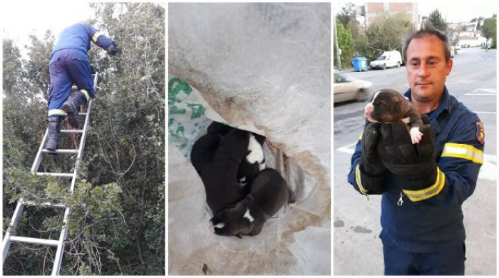 Βλαχοκερασιά | Έδεσαν κουταβάκια σε τσουβάλι και τα πέταξαν πάνω σε δένδρο ... (εικόνες)