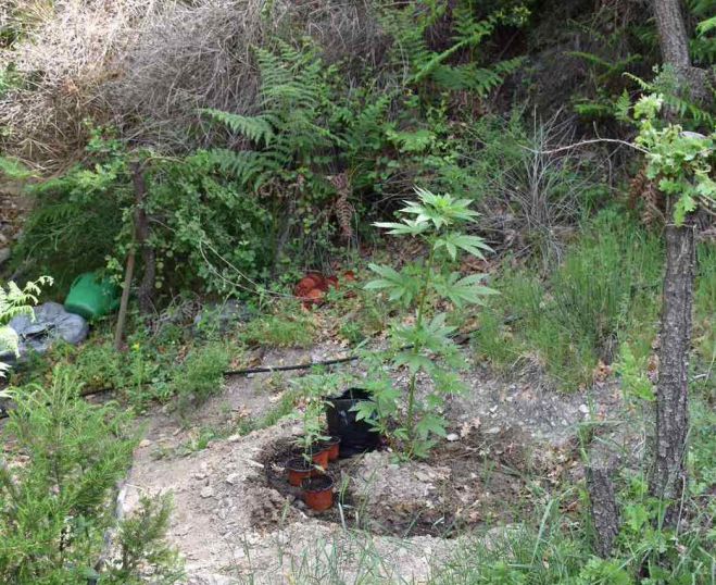 &Phi;&upsilon;&tau;&epsilon;ί&alpha; &mu;&epsilon; &pi;ά&nu;&omega; &alpha;&pi;ό 200 &delta;&epsilon;&nu;&delta;&rho;ύ&lambda;&lambda;&iota;&alpha; &kappa;ά&nu;&nu;&alpha;&beta;&eta;&sigmaf; &epsilon;&nu;&tau;&omicron;&pi;ί&sigma;&tau;&eta;&kappa;&epsilon; &sigma;&tau;&eta; &Mu;&epsilon;&sigma;&sigma;&eta;&nu;ί&alpha; (&epsilon;&iota;&kappa;ό&nu;&epsilon;&sigmaf;)