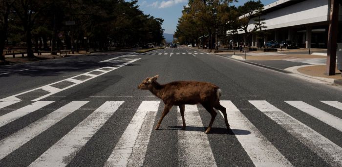 Απίστευτες εικόνες σε όλο τον κόσμο | Άγρια ζώα μέσα στις πόλεις!