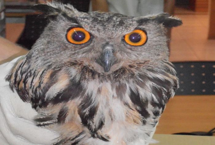 &Pi;&epsilon;&rho;ί&theta;&alpha;&lambda;&psi;&eta; &tau;&rho;&alpha;&upsilon;&mu;&alpha;&tau;&iota;&sigma;&mu;έ&nu;&omicron;&upsilon; &mu;&pi;&omicron;ύ&phi;&omicron;&upsilon; &sigma;&tau;&eta;&nu; &Kappa;&upsilon;&nu;&omicron;&upsilon;&rho;ί&alpha;