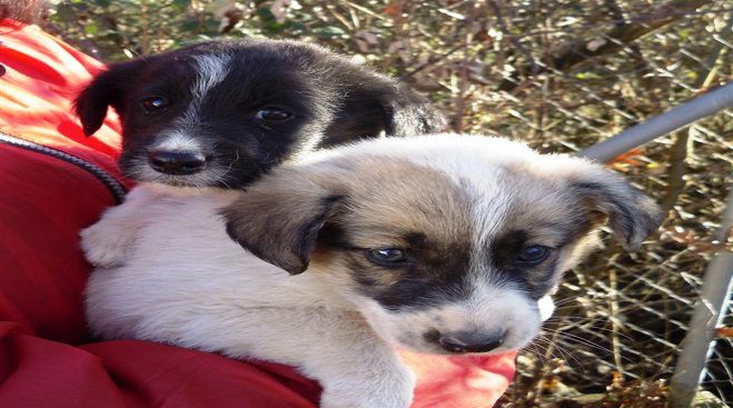 Υιοθετήστε ένα αδέσποτο στη Μεγαλόπολη!