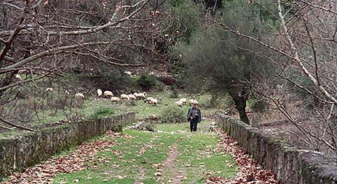 Δήμητρα Αρκαδίας: Για δυό Ελληνικούς μέτριους και ένα γλυκύ βραστό!
