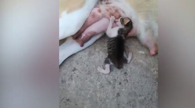 &Sigma;&kappa;&upsilon;&lambda;ί&tau;&sigma;&alpha; &theta;&eta;&lambda;ά&zeta;&epsilon;&iota; &gamma;&alpha;&tau;ά&kappa;&iota; &pi;&omicron;&upsilon; &pi;έ&tau;&alpha;&xi;&alpha;&nu; &sigma;&tau;&alpha; &sigma;&kappa;&omicron;&upsilon;&pi;ί&delta;&iota;&alpha;! (vd)