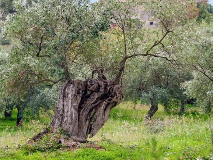 &Tau;&rho;ί&pi;&omicron;&lambda;&eta; | &Sigma;ύ&sigma;&kappa;&epsilon;&psi;&eta; &gamma;&iota;&alpha; &tau;&eta; &delta;&alpha;&kappa;&omicron;&kappa;&tau;&omicron;&nu;ί&alpha; &pi;&rho;&omicron;&gamma;&rho;&alpha;&mu;&mu;&alpha;&tau;ί&zeta;&epsilon;&iota; &eta; &Pi;&epsilon;&rho;&iota;&phi;έ&rho;&epsilon;&iota;&alpha;