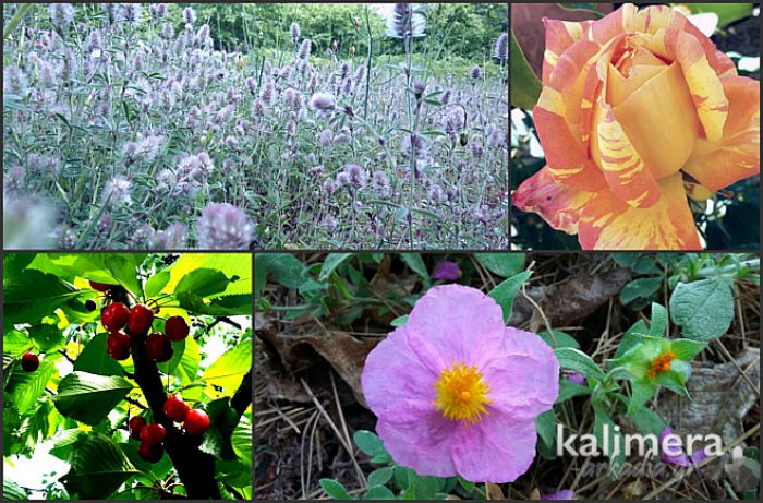 &Kappa;&alpha;&lambda;&omicron;&kappa;&alpha;&iota;&rho;&iota;&nu;ή &kappa;&alpha;&iota; &hellip; &pi;&omicron;&lambda;ύ&chi;&rho;&omega;&mu;&eta; &eta; &Beta;&lambda;&alpha;&chi;&omicron;&kappa;&epsilon;&rho;&alpha;&sigma;&iota;ά (&epsilon;&iota;&kappa;ό&nu;&epsilon;&sigmaf;)!