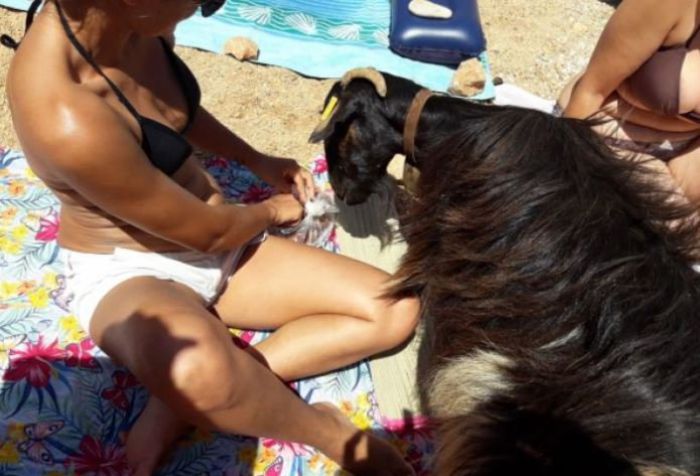 Κατσίκα «βολτάρει» σε παραλία της Κρήτης και γίνεται viral! (vd)