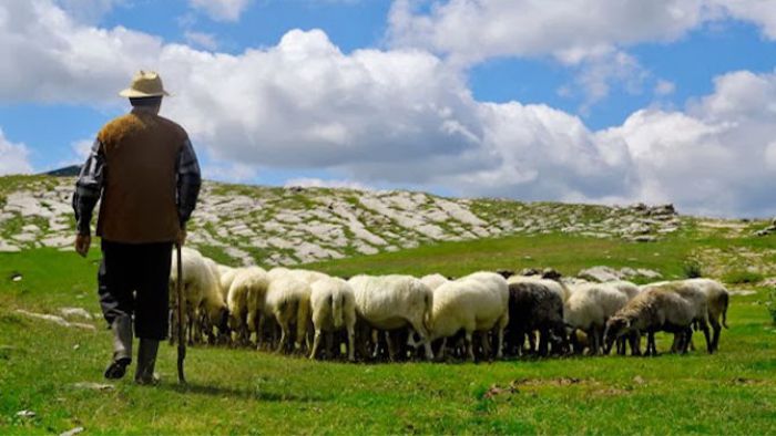 Σπογγώδης εγκεφαλοπάθεια στη Γορτυνία - Σε καραντίνα τέθηκε το κοπάδι!