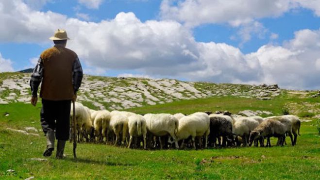 Σπογγώδης εγκεφαλοπάθεια στη Γορτυνία - Σε καραντίνα τέθηκε το κοπάδι!