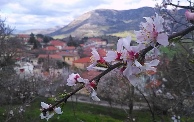 Άνθιση κόντρα στον χειμώνα στον Μαντινειακό κάμπο
