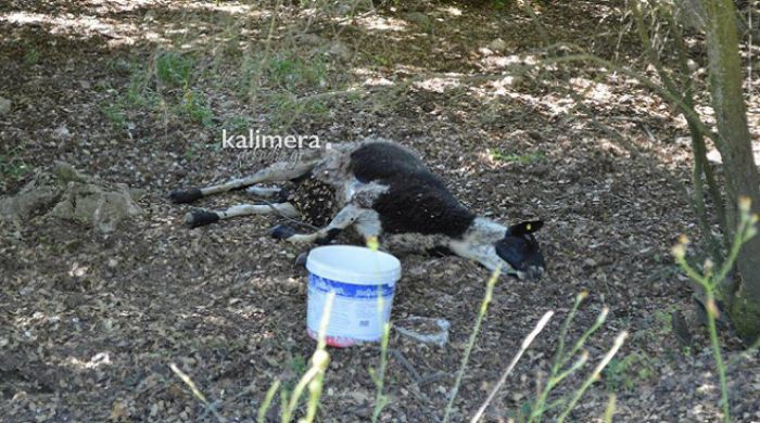 «Διαστάσεις επιδημίας παίρνει ο καταρροϊκός πυρετός στην Πελοπόννησο»
