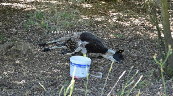 «Διαστάσεις επιδημίας παίρνει ο καταρροϊκός πυρετός στην Πελοπόννησο»