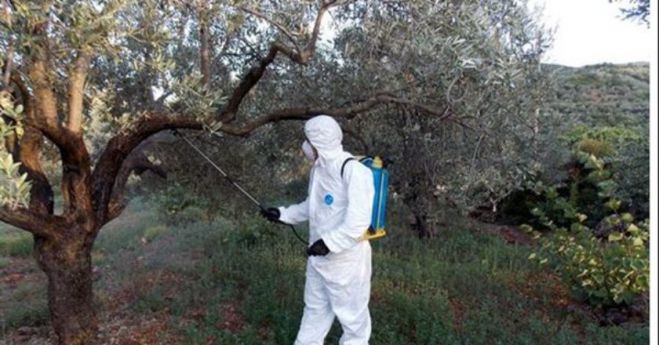 Προβλήματα στην δακοκτονία στην Πελοπόννησο | Καθυστερήσεις από Υπουργείο και ΑΣΕΠ