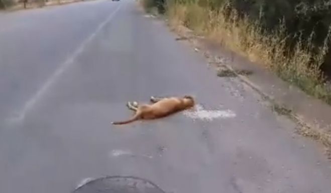 &Sigma;&kappa;&upsilon;&lambda;ί&tau;&sigma;&alpha; &chi;&tau;&upsilon;&pi;ή&theta;&eta;&kappa;&epsilon; &kappa;&alpha;&iota; &epsilon;&gamma;&kappa;&alpha;&tau;&alpha;&lambda;&epsilon;ί&phi;&theta;&eta;&kappa;&epsilon; &sigma;&tau;&omicron; &delta;&rho;ό&mu;&omicron; &pi;&rho;&omicron;&sigmaf; &tau;&omicron; &Pi;&alpha;&rho;ά&lambda;&iota;&omicron; Ά&sigma;&tau;&rho;&omicron;&sigmaf; (vd)