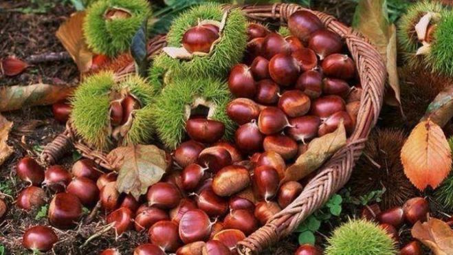 &Eta; &kappa;&alpha;&sigma;&tau;&alpha;&nu;&omicron;&kappa;&alpha;&lambda;&lambda;&iota;έ&rho;&gamma;&epsilon;&iota;&alpha; &sigma;&epsilon; ά&nu;&theta;&eta;&sigma;&eta;, &laquo;&mu;&alpha;&gamma;&nu;&eta;&tau;ί&zeta;&epsilon;&iota;&raquo; &omicron;&lambda;&omicron;έ&nu;&alpha; &kappa;&alpha;&iota; &pi;&epsilon;&rho;&iota;&sigma;&sigma;ό&tau;&epsilon;&rho;&omicron;&upsilon;&sigmaf; &nu;έ&omicron;&upsilon;&sigmaf;!
