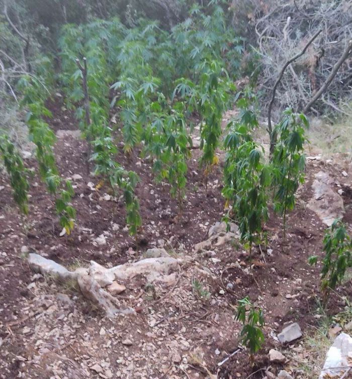 Νέα φυτεία κάνναβης εντοπίστηκε στην Μεσσηνία